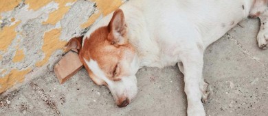 Propone Partido Verde frenar explotación comercial de perros y gatos en el país