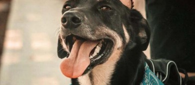 ONG entregan más de 160 mil firmas al Congreso para impulsar derechos de animales