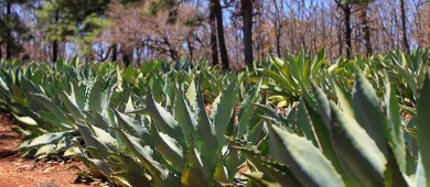Diversidad genética del agave cae casi 100 % en México por falta de polinización