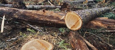 Redoblan esfuerzos contra la tala ilegal