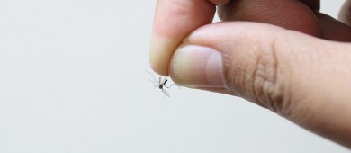 Recomienda a la población protegerse contra la picadura de mosco para prevenir el dengue