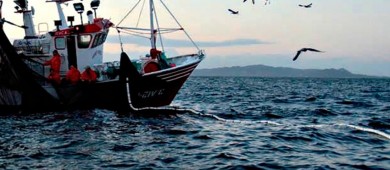 Pescadores del Alto Golfo piden diálogo a gobierno sobre vaquita marina