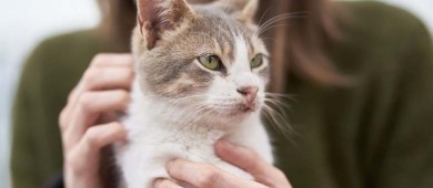 Diputados aprueban reformas a Constitución para prohibir maltrato a los animales