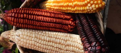 'A lo mejor nos lo ganan': Ebrard acerca del panel del T-MEC sobre maíz transgénico