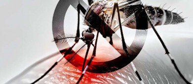 México acumula más de 105 mil casos de dengue; BCS registra 2 mil casos