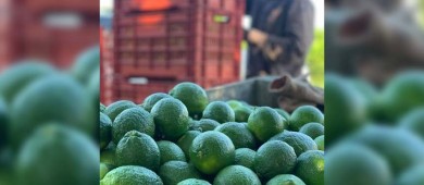 Plan 100 Días Tierra Caliente recupera la producción de limón