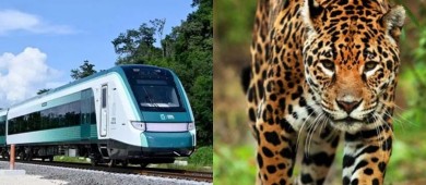 Verificará Profepa que empresa contratada para ahuyentar animales sobre Tren Maya cumpla normatividad
