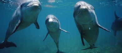 Delfines del Golfo de México dan positivo a fentanilo