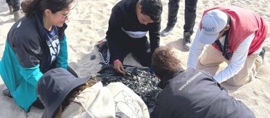 Recolectan más de 21 toneladas de residuos en Macro Jornada de Limpieza en Playa “El Saltito”