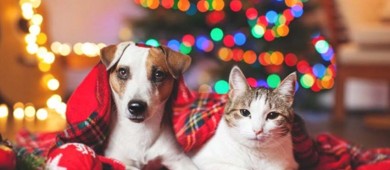 Exhortan a no regalar 'michis y lomitos' en época decembrina; 'no son juguetes'