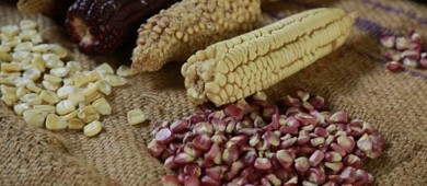 En febrero, reforma para prohibir siembra de maíz transgénico: Sheinbaum