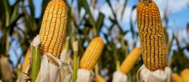 Morena presentará iniciativa para prohibir maíz transgénico para consumo humano: Monreal