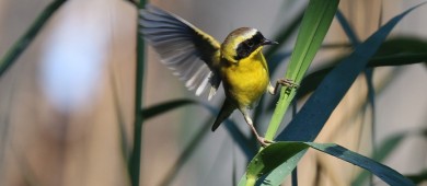 Investigación sobre la Mascarita Peninsular: un paso importante para la conservación de esta es-pecie en BCS