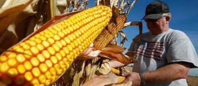 Productores de maíz piden a México acatar decisión de panel