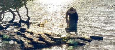 Captura BCS más de 166 mil toneladas de especies marinas