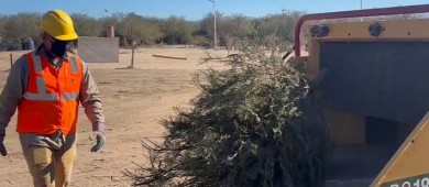 Inicia la recepción de árboles de navidad naturales en el Eco Parque de la Juventud