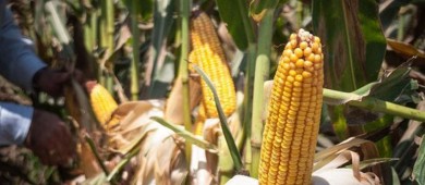 Sheinbaum envía iniciativa para prohibir el maíz transgénico