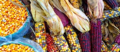 Envían a Congreso iniciativa para prohibir siembra de maíz transgénico