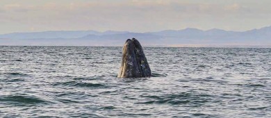Desde el Congreso estamos trabajando para visibilizar nuestras riquezas naturales: diputada Va-lentín Vázquez