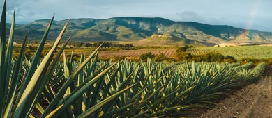 Exportaciones de tequila crecen 29% en enero