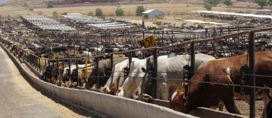 Cruza primer lote de ganado en pie de México a EU; se reabren las fronteras