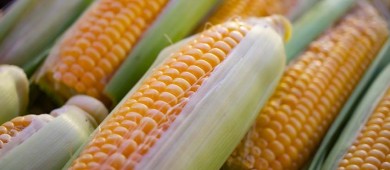 México reanuda importaciones de maíz transgénico desde EE.UU.