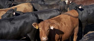 IICA refuerza esfuerzos contra el gusano barrenador del ganado en México