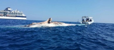 2025 podría ser el año con menos nacimientos de ballenas grises