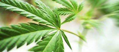 Consumo frecuente de cannabis puede afectar la salud mental: IMSS