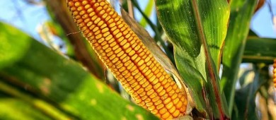 Adelanta Sheinbaum iniciativa contra maíz transgénico