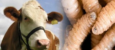 EU no restringirá importaciones de ganado mexicano tras nuevo caso de gusano barrenador