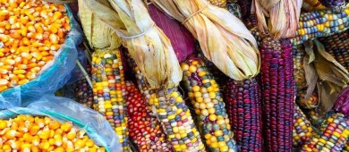 Diputados avalan prohibición de cultivo de maíz transgénico