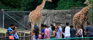 SCJN resuelve garantizar protección animal en zoológicos