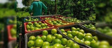 Valor de las exportaciones de limón crece 3.4% en 2024, pese al crimen organizado