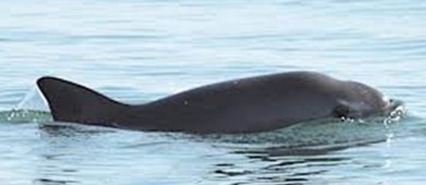 Monitoreo satelital de embarcaciones y ajustes en polígonos de pesca para proteger a vaquita marina