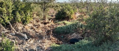 Manglares de La Paz gravemente dañados
