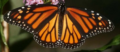 Se eleva a la doble ocupación de Mariposa Monarca con respecto al año pasado