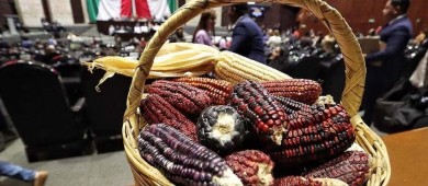 Diputados declaran constitucionalidad de reforma de maíces nativos
