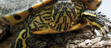 Autoridades frenan contrabando de 320 crías de tortuga pavo real