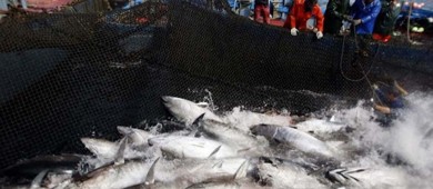 Alistan reforma para exportar pez totoaba; surge controversia