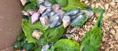 Advierten sobre temporada de venta ilegal de loros en redes sociales