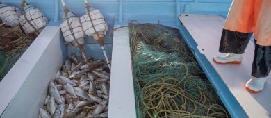 Avanza aprobación a totoaba de cultivo; respaldo unánime