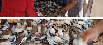 Pesca furtiva de jaiba: el golpe a las exportaciones hacia Estados Unidos