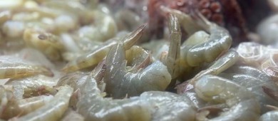 Recomiendan a la población consumir pescados y mariscos frescos