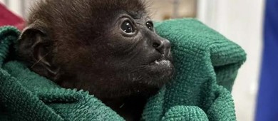 Denuncian a exfuncionaria de Semarnat por muerte de nueve crías de mono saraguato