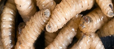 México dice a EE.UU. que no se “subordina” tras alerta por el gusano barrenador en el ganado