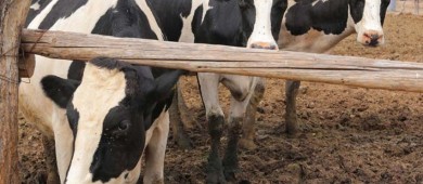 México aborda ‘satisfactoriamente’ con EU medidas contra gusano barrenador: Sader