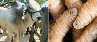 Por gusano barrenador, Estados Unidos cierra su frontera al ganado mexicano