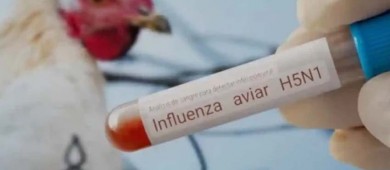 México suspende importación de productos avícolas de Brasil por influenza