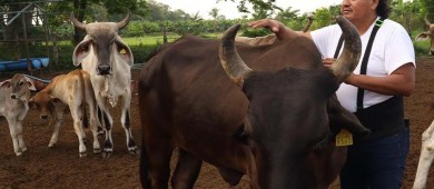 Ganaderos mexicanos critican falta de controles en la frontera sur ante el gusano barrenador